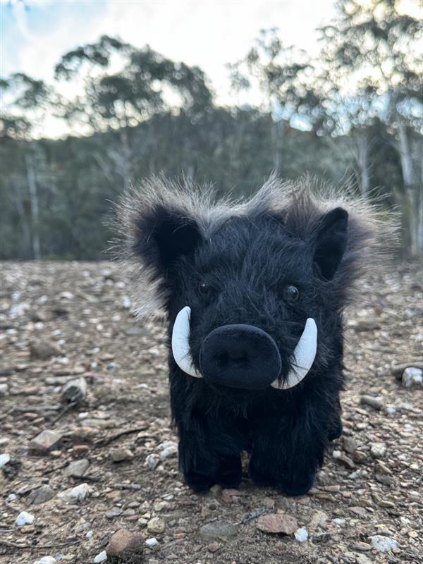 DLU Black Mountain Boar