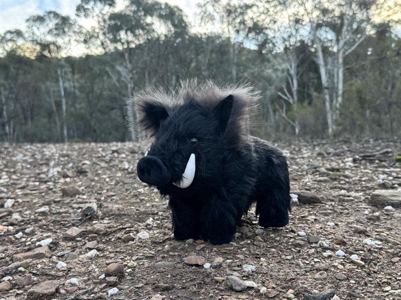 DLU Black Mountain Boar