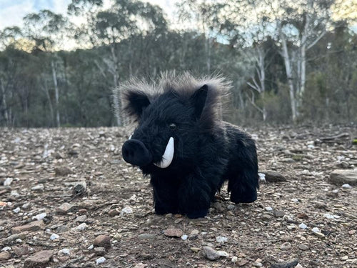 DLU Black Mountain Boar