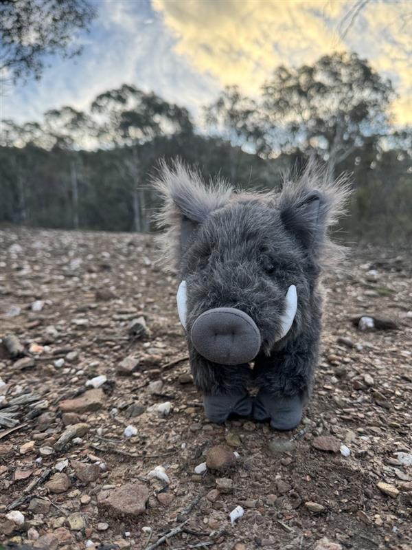DLU Grey Plains Boar