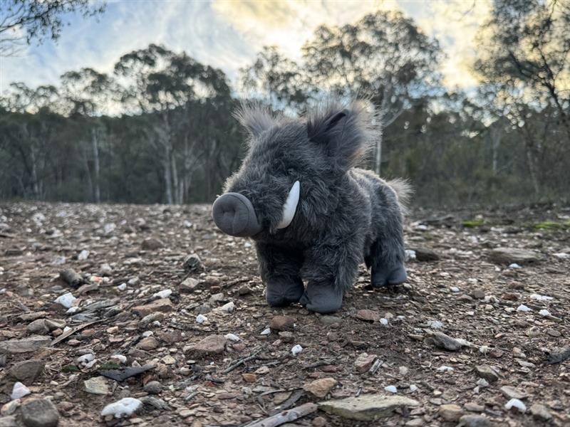 DLU Grey Plains Boar