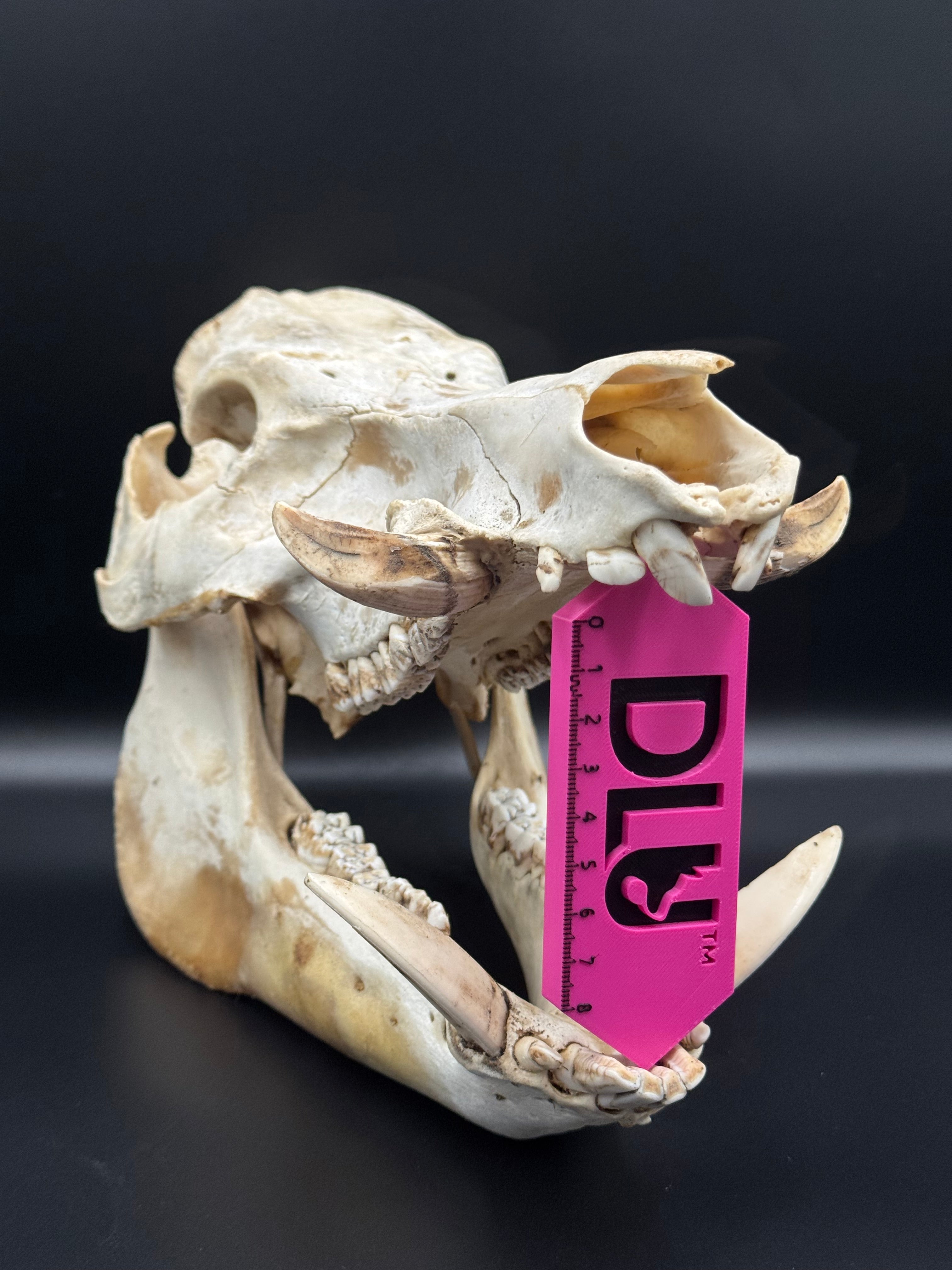 DLU Tusk Scale Pink