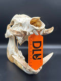 DLU Tusk Scale Orange
