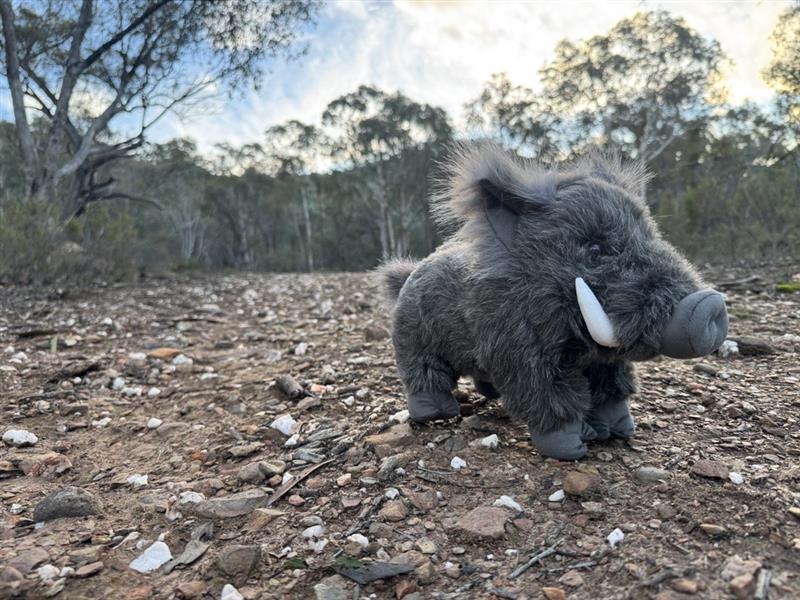 DLU Grey Plains Boar
