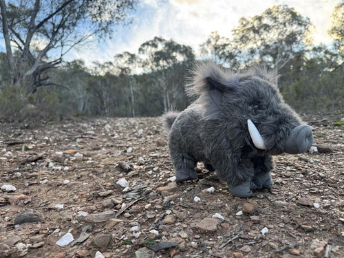 DLU Grey Plains Boar